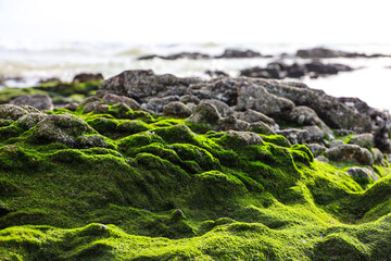 Rocks covered with green moss on a sea beach. Background for travel on a nature