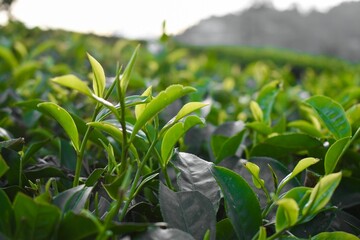 Close-up of fresh green tea leaves in a plantation.