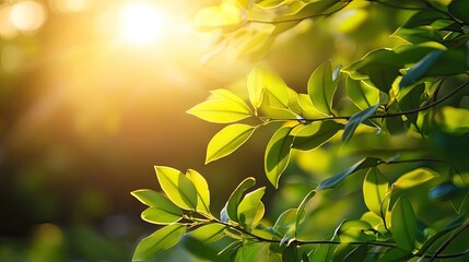 Obraz premium Bright sun flare illuminating fresh green leaves creates a vibrant and lively atmosphere. Fresh green leaves thrive under the warm light, offering a refreshing scene with ample photo style copy space.
