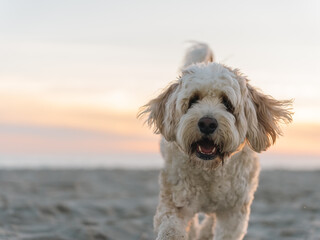Cute Dog Running on Beach at Sunset