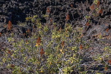 Chamaebatiaria is a monotypic genus of aromatic shrub in the rose family containing the single species Chamaebatiaria millefolium, fern bush and desert sweet. Craters of the Moon National Monument 