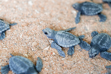 Baby Sea Turtles in Sand