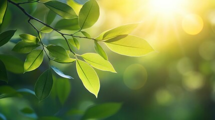 Obraz premium Bright sun flare illuminating fresh green leaves creates a vibrant and lively atmosphere. Fresh green leaves thrive under the warm light, offering a refreshing scene with ample photo style copy space.