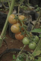 Tomato plantation trees stock photo