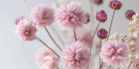 Pink Dried Gypsy Mistress flowers, featuring purple buds, rest against a white backdrop. Fluffy, woolly blooms are displayed in a vase alongside fuzzy seed heads in a close up view.