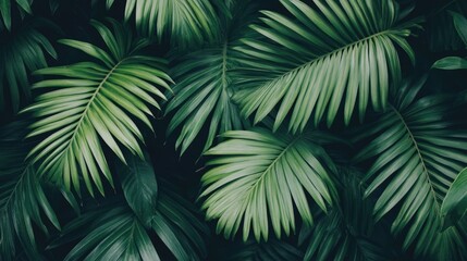Tropical palm leaves create a lush forest scene, perfect for wallpaper design with grey and green tones. This tropical palm leaf wallpaper offers stylish, natural beauty and ample copy space.