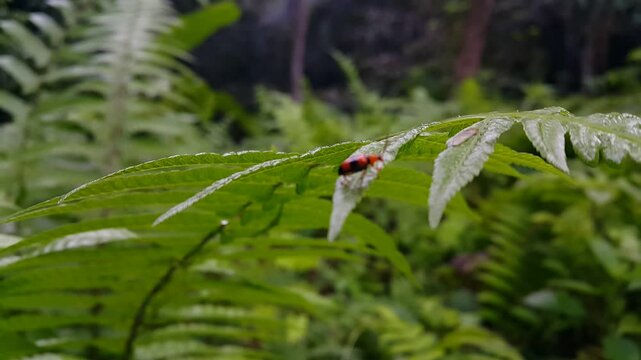 Stethopachys formosa, the orchid beetle or dendrobium beetle, is an Australian insect found in northern New South Wales, Northern Territory and Queensland.