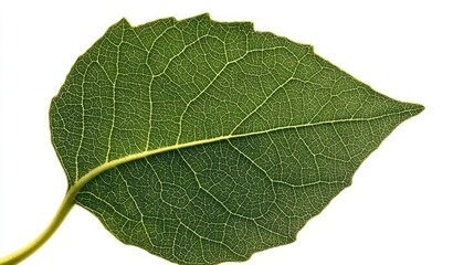 Green leaf with a central hole, isolated against a white background. This unique green leaf captures attention, highlighting its shape and emphasizing the beautiful details. Perfect for layouts.