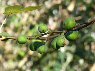 Green figs on a branch in sunlight.