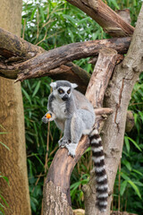 Ring-tailed Lemur Sitting on a Tree Branch with Snack