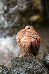 Wet Bird Perched on Rock by Waterfall