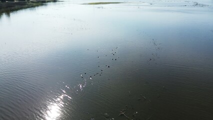 Birds Perched by Tranquil Pond
