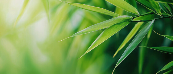 Lush green bamboo leaves glisten in soft sunlight, creating a serene and vibrant atmosphere.