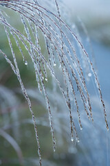 水滴をまとった雨あがりのススキ