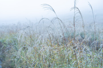 Fototapeta premium 雨あがりの朝霧のすすき野原