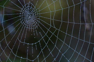 朝露をまとう蜘蛛の網