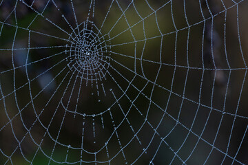 朝露をまとう蜘蛛の網