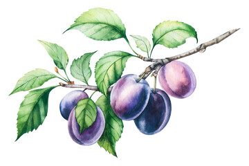 Botanical watercolor illustration with plums on a branch with green leaves. Isolated illustration of plum fruit on a branch. For packaging design, food, drinks and textiles