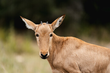 Fototapeta premium Baby Red Hartebeest in the savannah