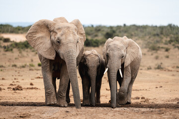 Obraz premium a small family of african elephants walking closely together
