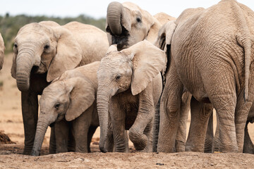Fototapeta premium a family of elephants at a watering hole