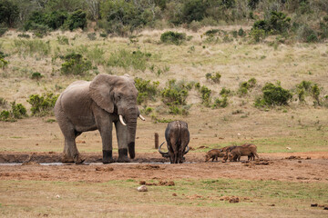 Obraz premium An elephant, waterdogs and a male buffalo stand at the watering hole together
