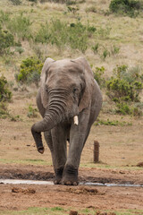 Lone male elephant resting his trunk on his tusk at a water hole