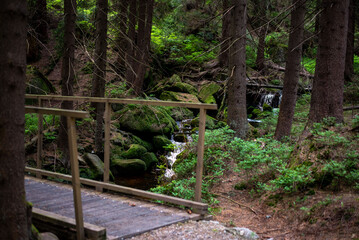 Forest trails in the Jizera Mountains, Czechia, lead through lush woodlands and scenic, tranquil nature.