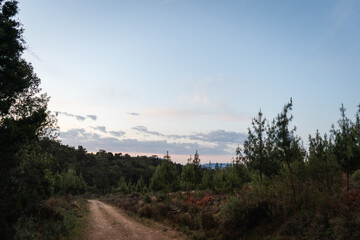 Sunrise view over a forest landscape