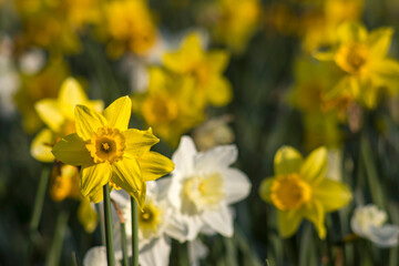 Obraz premium The daffodil flowers in the park