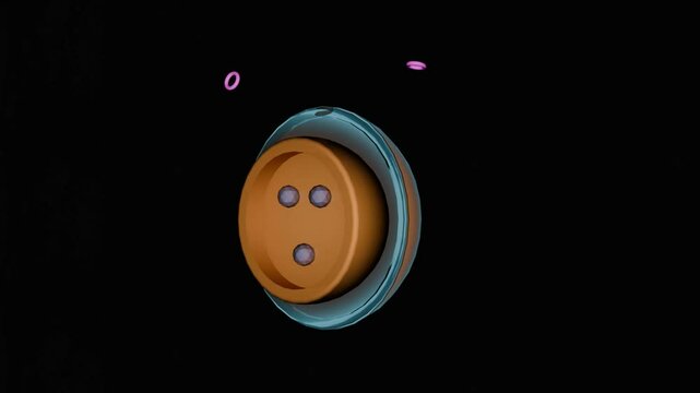 Diabetes at the Cellular Level