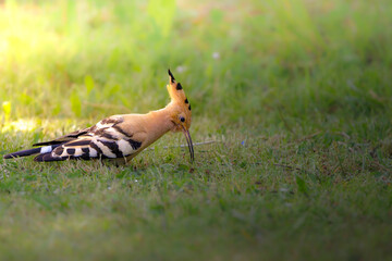 Hoopoe searching for insects in the grass
huppe fasciée cherchant des insectes dans l'herbe
