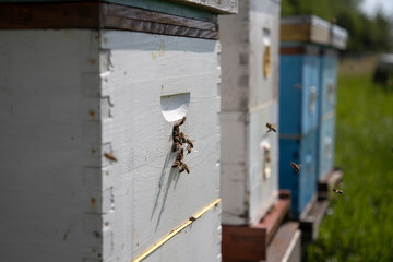 A row of beehives is situated in a field on a honey farm