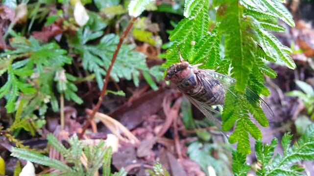 Aesthetic 4k footage, Cicada perched on a plant leaf. Perfect for documentaries in tropical rainforests and World Wildlife Conservation Day on December 4th.