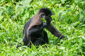 A black Spider Monkey is comfortably sitting in the grass while eating leaves