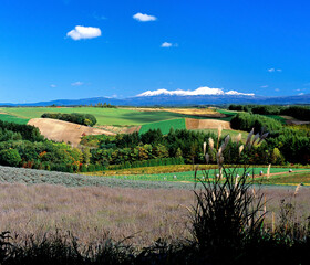 Obraz premium 秋の丘と旭岳の冠雪（上富良野町）