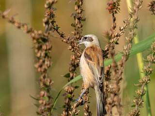 Eurasian penduline tit looking for food in the reed