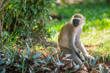 Mandrill, lat. Mandrillus sphinx, Nyungwe Forest National Park, Rwanda
