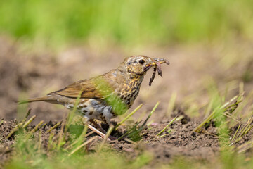 A Song Thrush looking for food on the ground