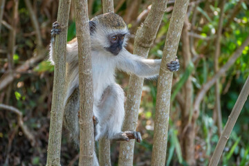 Mandrill, lat. Mandrillus sphinx, Nyungwe Forest National Park, Rwanda