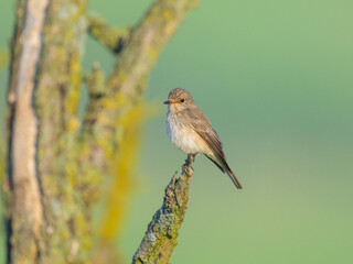 A Spotted Flycatcher sitting on a tree