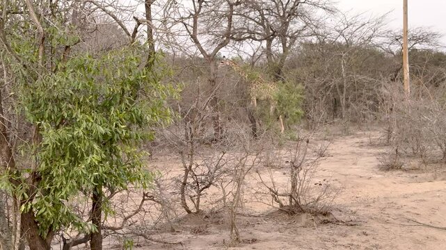 Giraffenkuh mit Jungtier Giraffenkalb 18 Stunden alt im Busch vom Kr&uuml;ger National Park - Kruger Nationalpark S&uuml;dafrika