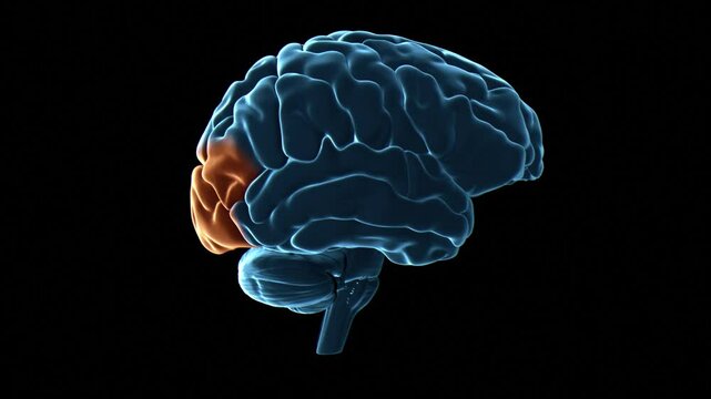 Human brain occipital lobes, animation