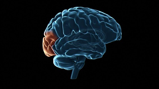 Human brain occipital lobes, animation