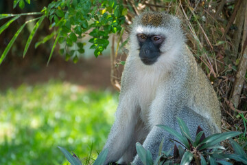 Mandrill, lat. Mandrillus sphinx, Nyungwe Forest National Park, Rwanda