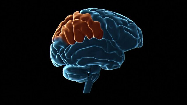 Human brain parietal lobes, animation