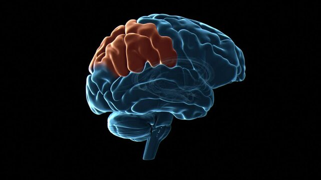 Human brain parietal lobes, animation