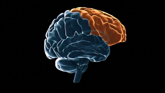 Human brain frontal lobes, animation