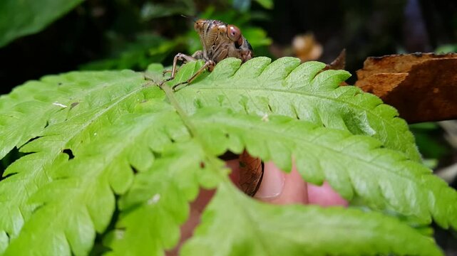 Aesthetic footage of giant cicada on green leaves. 4k footage. Perfect for documentaries about the beauty of tropical rainforests.