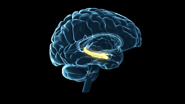 Human brain hippocampus, animation